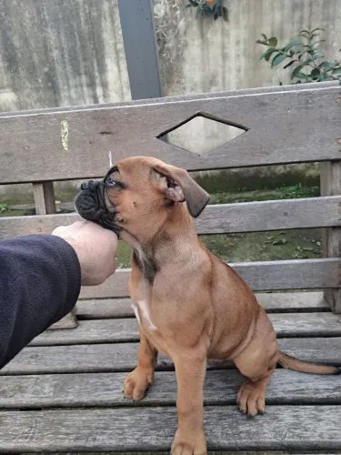 Filhote bulldog campwiro com boxer65 dias , macho.