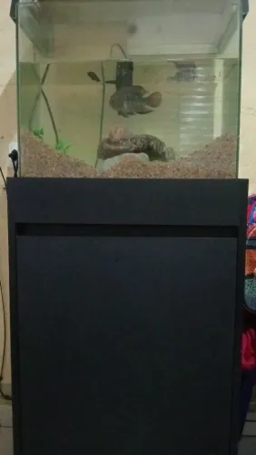 Aquario com 1 peixe marcho e uma fêmea mais uma bomba de oxigênacao da água mais 1 móvel