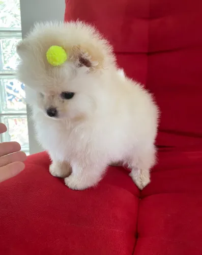 Linda fêmea de lulu da Pomeranea