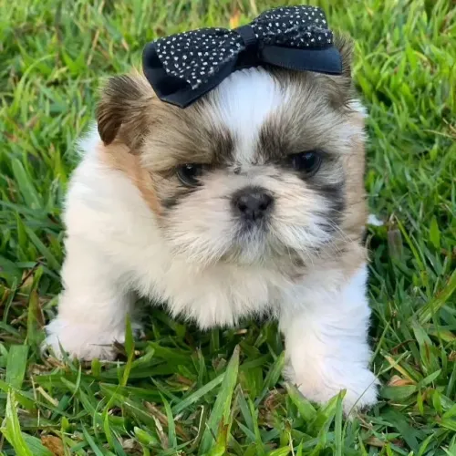 Shih Tzu: muito carinho e doçura esperando por você