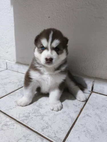 Filhote Husky Siberiano
