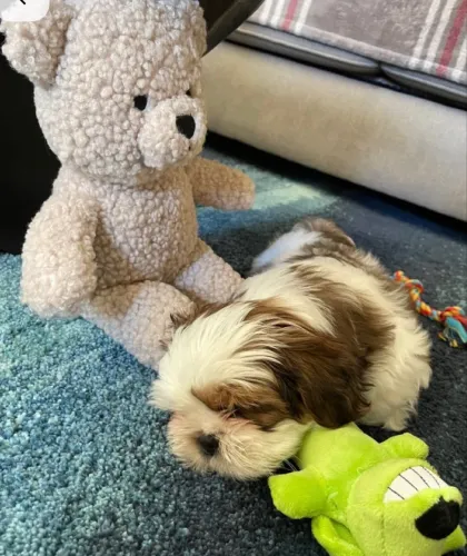 Shih tzu filhote fêmea 