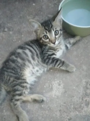 Doação filhote de gato