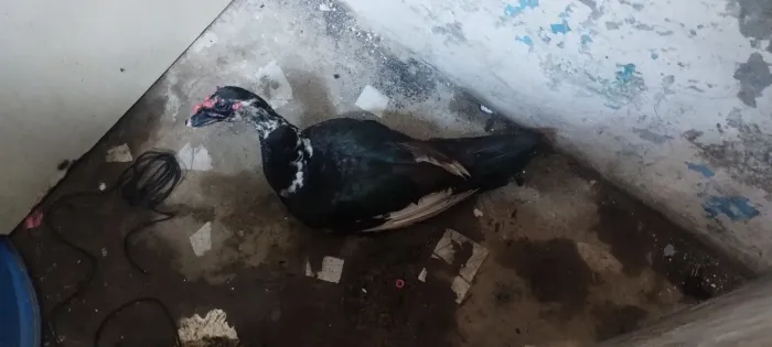 Vendo um pato