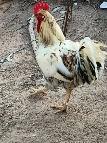 Vendo um galo de raça GSB balão