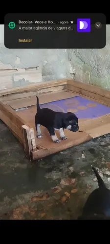 American Bully x American Pitbull terrier (APBT)
