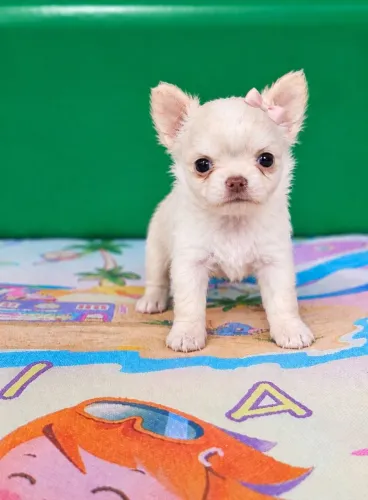 Chihuahua Fêmea Pelo Longo Creme