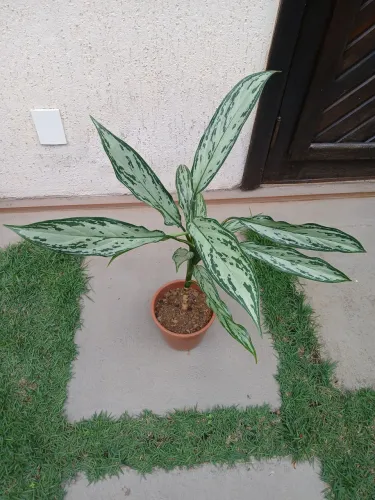 Aglaonema.