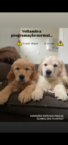 Golden Retriver