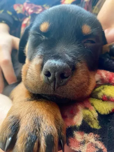 Rottweiler Um pet que transmite alegria em cada detalhe