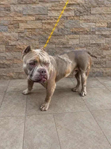 American Bully Pocket Merle