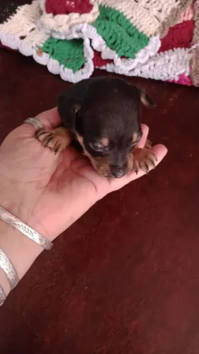 Pinscher 0