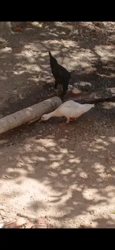 Animais