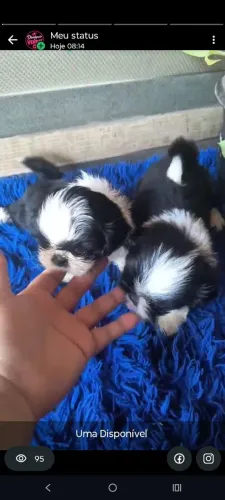 Shitzu fêmea PANDINHA