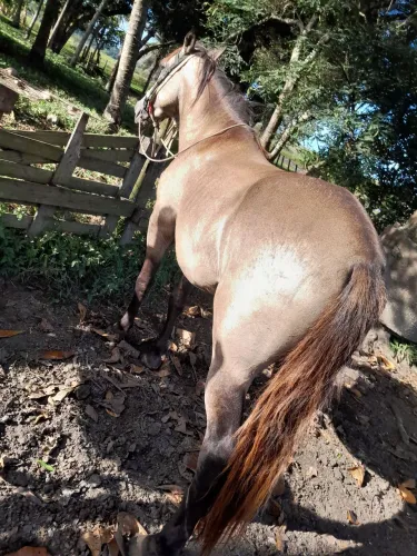 Cavalo de cela e boi * 