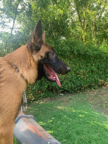 Doação de Pastor Belga Mallinois com Pedigree (2 anos)