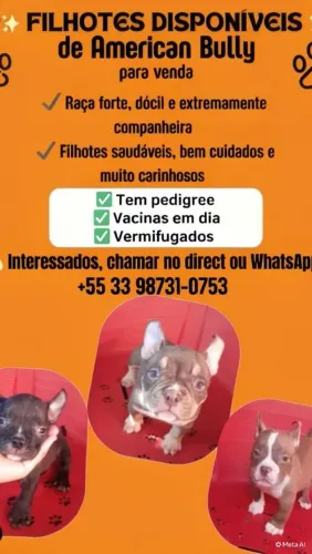 Vendo filhotes de american bully