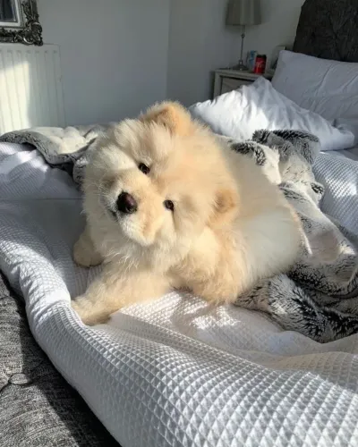 Filhotes De Chow Chow - A Vida Fica Mais Feliz Com Um Filhotinho Ao Seu Lado 