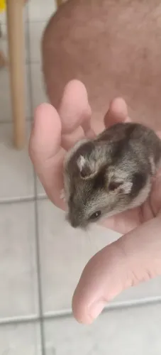 Hamster Anão Russo- Filhotes