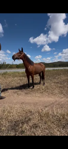 Égua mangalarga luxo de picado à venda