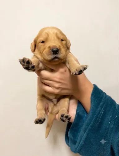 Filhotes de Golden Retriever com Pedigree