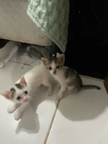 Gatinhos para adoção 