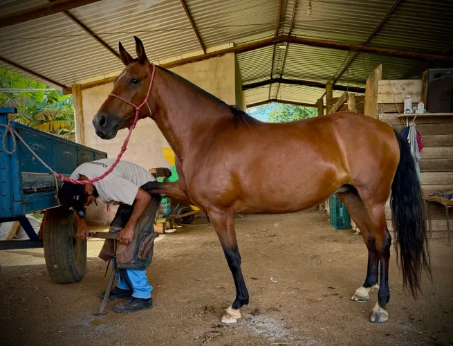 Vendo linda Égua Manga Larga!