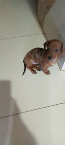 Fêmea alerquim daschund 