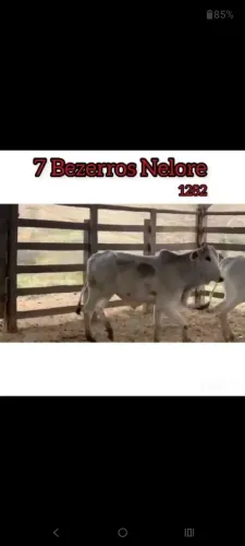 7 Bezerros Nelore