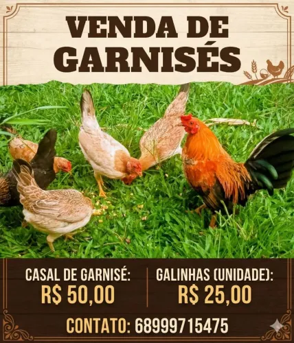 Galos e galinhas garnisé 