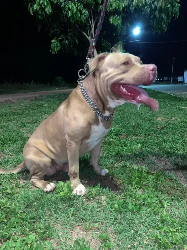 Pitbull macho