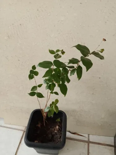 Mudas de Pitangueira (Ler descrição)