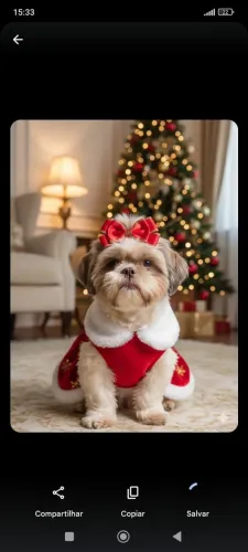 Shih-tzu fêmea 
