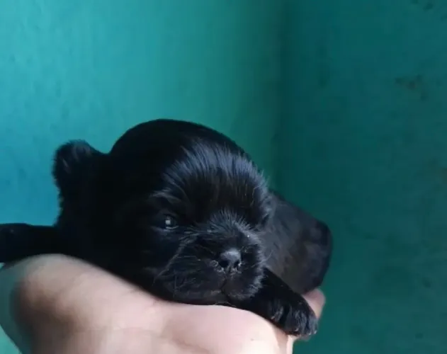 Filhote Shihtzu Shitzu macho mini 
