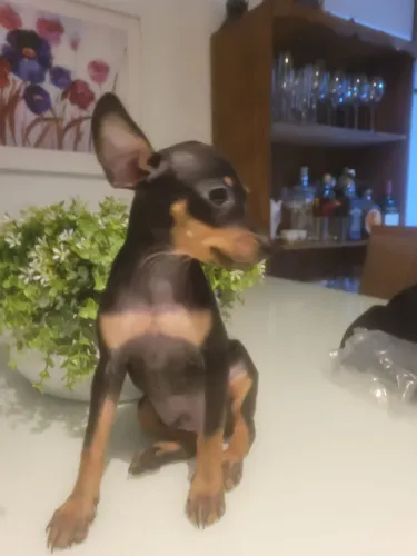 Pinscher machinho