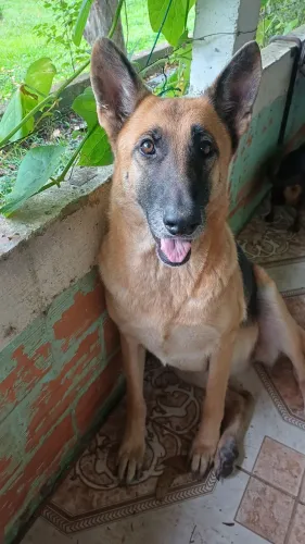 Pastor alemão fêmea