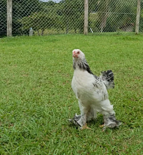 Frangos galinha Brahma galo 60 dias 