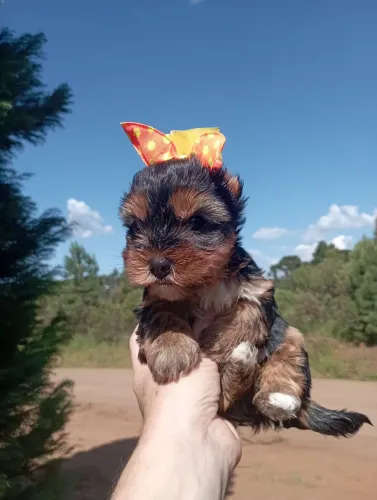 Yorkshire micro fêmea e macho vacinados vermifugados todas as garantias