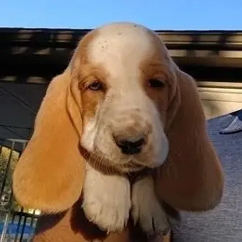 Basset Hound,Basset Hound Filhote Vacinado e Vermifugado