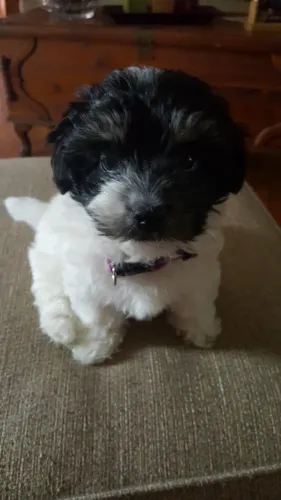 poodle xshitzu Seu novo melhor amigo está aqui! Zap 9.975I.649I