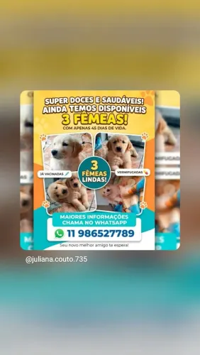 Goldens Filhotes