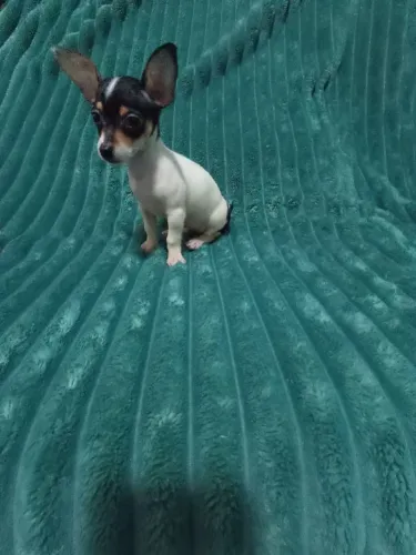 Pinscher fêmea zero pai e mãe zero