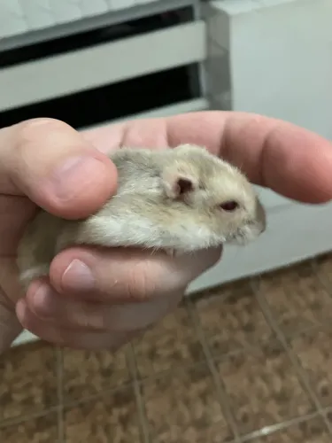 Hamster anão russo fêmea mansinha