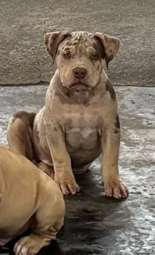 Filhote Macho TRICOLOR CHOCO MERLE 