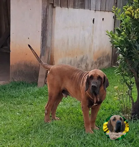 Fila Brasileiro 
