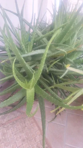 Vendo um vaso de planta Babosa já grande.