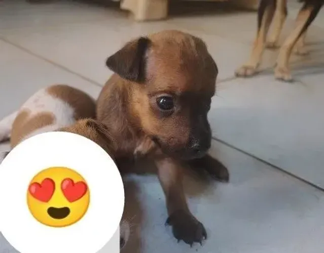 Filhote de pinscher N1 