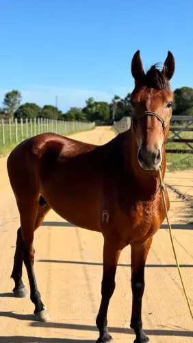 Cavalo mangalarga registrado com chip com 7 anos de idade