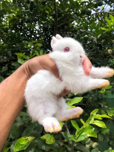Coelho Anão Holandês 