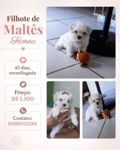 Filhote de maltês